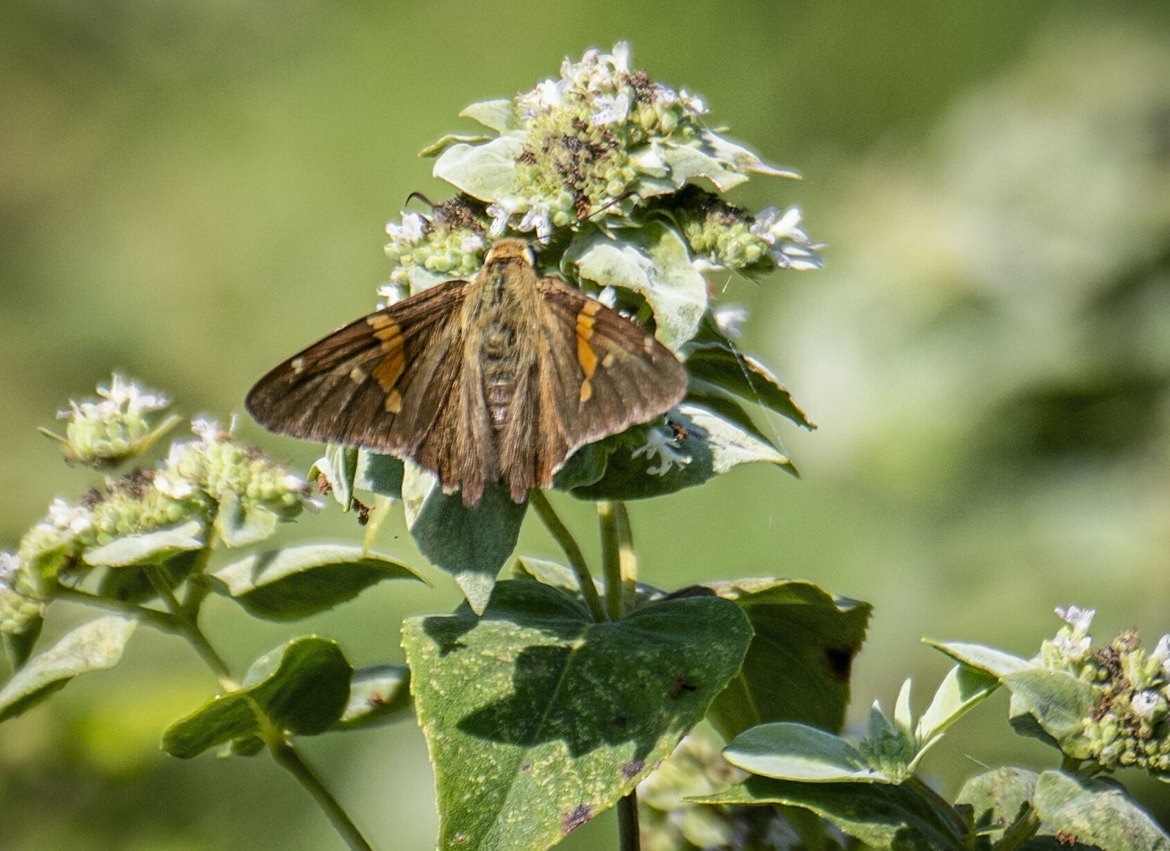 pollinator garden